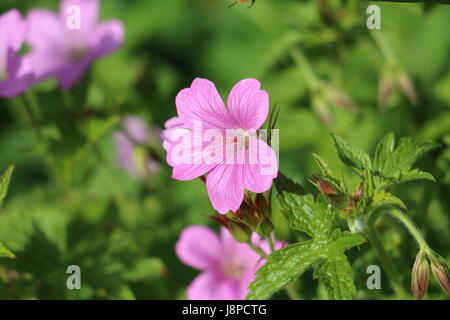 Pink Cranesbill Geranium flowers, Wargrave Pink, Geranium endressi blooming in the Spring sunshine on a natural green background. Stock Photo
