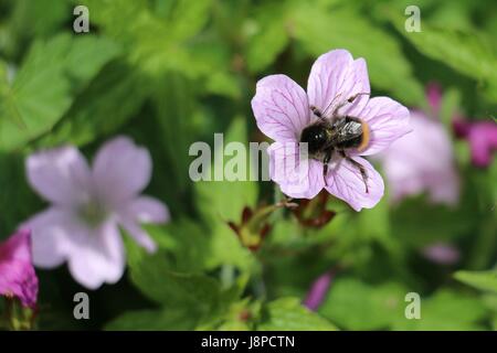 Bumblebee, Bombus sp. collecting nectar and pollinating a Pink Cranesbill Geranium flower, Wargrave Pink, Geranium endressi in the summer sunshine. Stock Photo