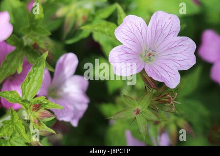 Pink Cranesbill Geranium flowers, Wargrave Pink, Geranium endressi blooming in the Spring sunshine on a natural green background. Stock Photo