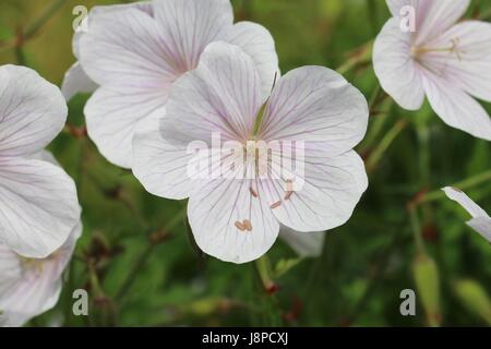 Cluster of pale pink Cranesbill flowers, Kashmir White, Geranium clarkei Stock Photo