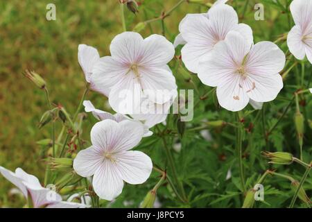 Cluster of Pale pink Cranesbill Geranium flowers, Kashmir White, Geranium clarkei, on a natural green background blooming in Spring. Stock Photo