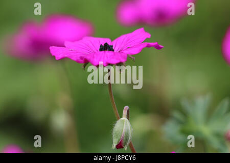 Bright purple magenta pink Cranesbill Geranium flower,Geranium cinereum, side view on a natural green background. Stock Photo