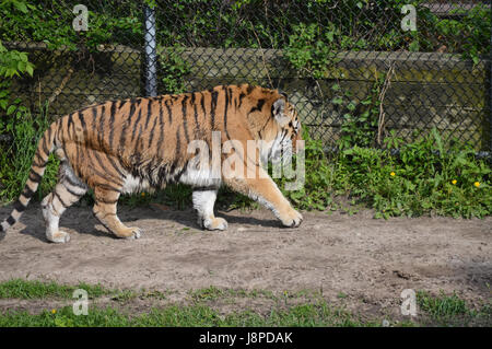 Tiger pacing in the outdoors Stock Photo