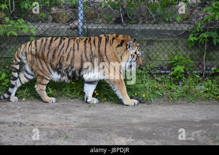 Tiger pacing in the outdoors Stock Photo