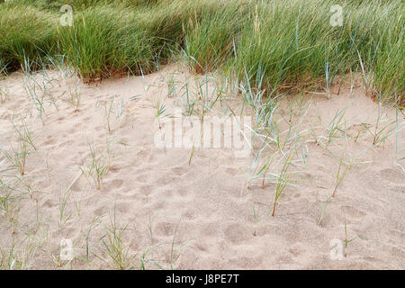 Sand dune showing grass growing in the sand near to the shoreline. Stock Photo