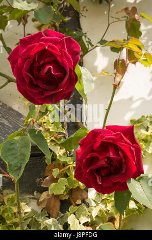 Two beautiful red roses growing on a climbing Rosa Etoile de Hollande in early May in England UK Stock Photo