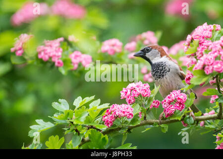 House Sparrow Passer domesticus male in spring blossom of double pink hawthorn Stock Photo