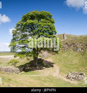 Tree at Sycamore Gap, Hadrians Wall Stock Photo