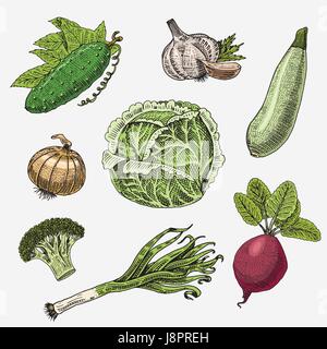 set of hand drawn, engraved vegetables, vegetarian food, plants, vintage looking cabbage, cucumber and zucchini, beetroot, leeks, onion and garlic. Stock Vector