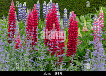 Red Lupin 'My Castle' Lupinus with catmint and in the background Blue Lupin 'The Governor' Stock Photo