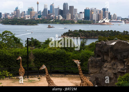 Tarronga zoo's Giraffes with Sydney skyline. NSW. Australia Stock Photo