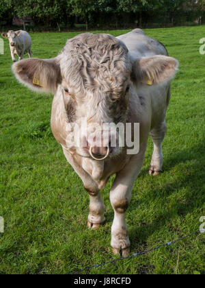 Charolais bull on a pasture in Brockel, Niedersachsen. Stock Photo