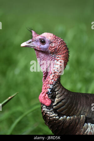 A Male Turkey - Cape Cod Stock Photo