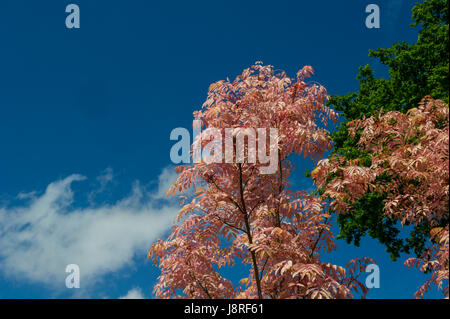 Toona Sinensis Flamingo Stock Photo