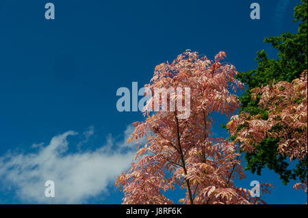 Toona Sinensis Flamingo Stock Photo