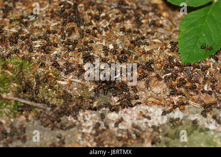 Red Ant colony. Formica rufa Stock Photo