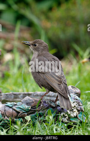 Common Starling, Sturnus vulgaris also called European Starling, juvenile, one of this years young birds Stock Photo