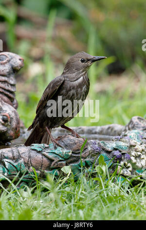 Common Starling, Sturnus vulgaris also called European Starling, juvenile, one of this years young birds Stock Photo