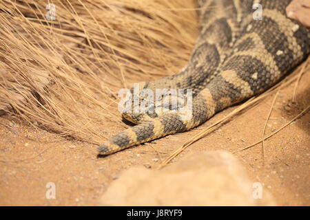 snake, otter, snakes, poisonous snake, brothel, poisonous snakes, puff, macro, Stock Photo