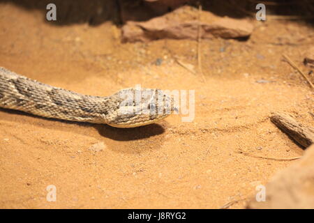 snake, otter, snakes, poisonous snake, brothel, poisonous snakes, puff, macro, Stock Photo