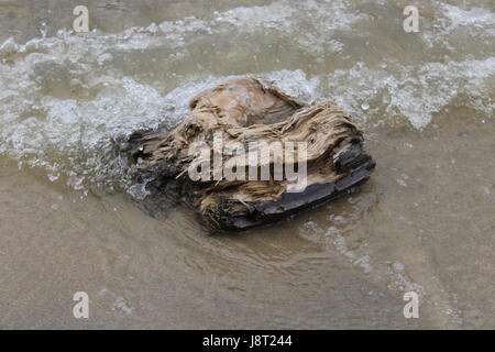 Piece of wood on Belleville lake. Stock Photo