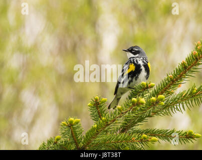 A yellow-rumped warbler perched on a pine branch. Stock Photo