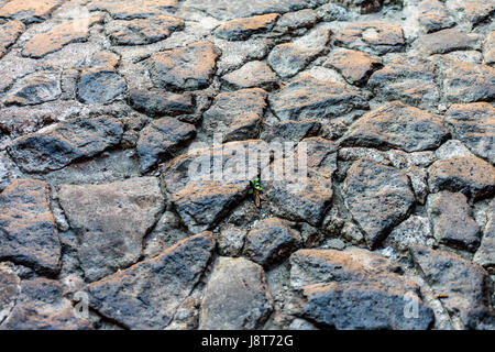 Late afternoon sunlight on close up of gray cobblestone street Stock Photo