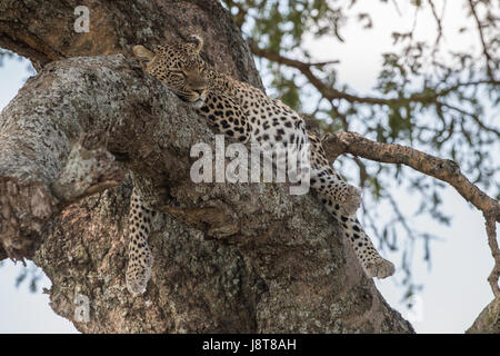 Leopard in tree, Tanzania Stock Photo