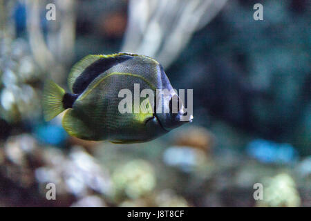 Barberfish Johnrandallia nigrirostris is also called the blacknosed butterflyfish swimming over a coral reef Stock Photo