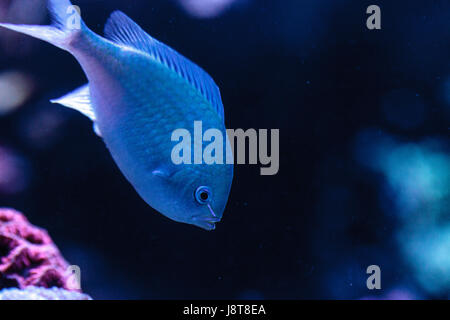 Bluegreen chomis fish, Chromis viridis, has a pale green color and is found on the reef Stock Photo