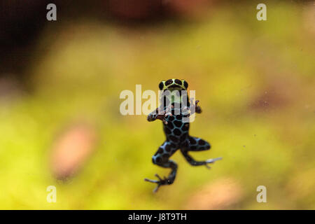 Iridescent variable poison dart frog Ranitomeya variabilis is found in the tropical rain forest of Peru Stock Photo