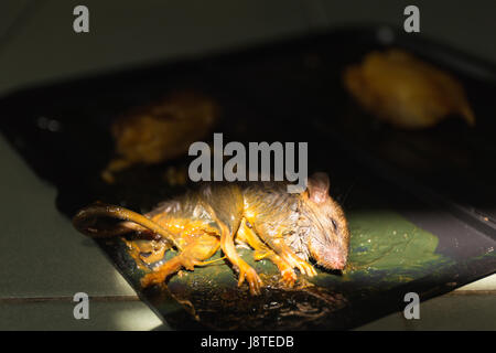 The rat glue stick on the mousetrap.Light shining on mouse.Close up shot. Stock Photo