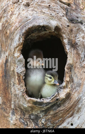 Wood Duck (Aix sponsa) and hooded merganser ducklings. Stock Photo