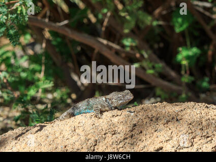 Clark's Spiny Lizard (Sceloporus clarkii) on a rock. Stock Photo