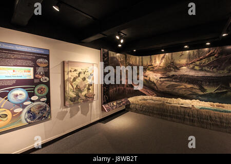 Displays at the visitor center and museum at Petrified Forest National Park. Stock Photo