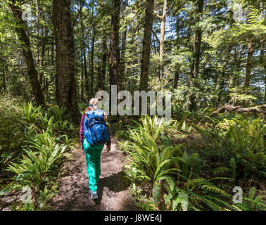 Female hiker on Kepler Track, Forest with Ferns, Fiordland National Park, Southland, South Island, New Zealand Stock Photo