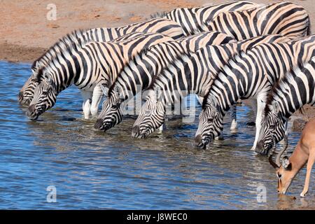 Herd of Burchell's zebras (Equus quagga burchellii) and Black-faced impala (Aepyceros melampus petersi), drinking at waterhole Stock Photo