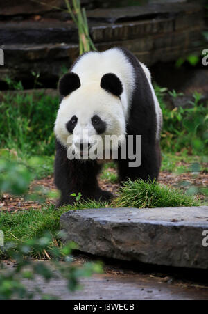 Panda (Ailuropoda melanoleuca), adult, captive, Australia Stock Photo