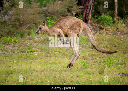Eastern Gray Kangaroo (Macropus giganteus), young animal jumping, Murramarang National Park, New South Wales, Australia Stock Photo