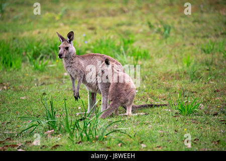 Eastern gray Giant kangaroo (Macropus giganteus), adult female with young animal in meadow, Merry Beach Stock Photo