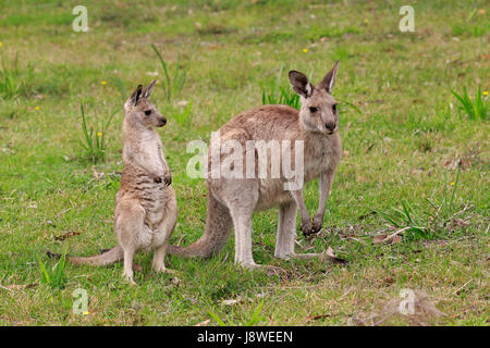 Eastern Gray Kangaroo (Macropus giganteus), adult female with young animal, Murramarang National Park, New South Wales Stock Photo
