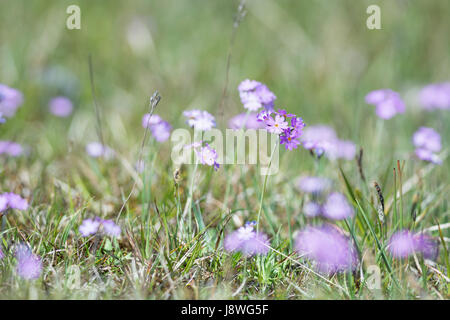 Birds Eye Primroses  - Primula farinosa Stock Photo