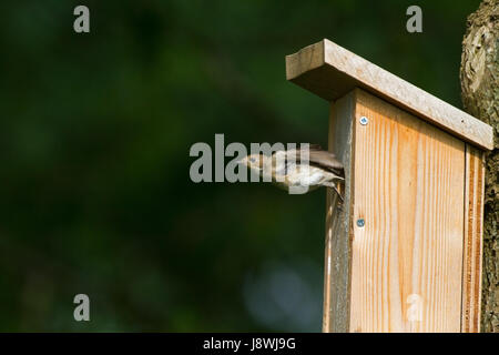 Female European pied flycatcher leaving birdhouse Stock Photo