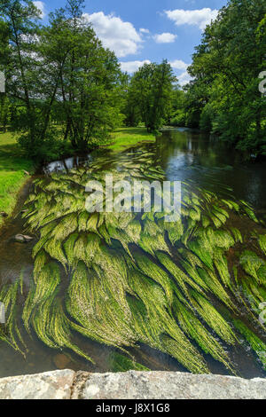 France, Creuse, Moutier-d'Ahun, view from the romanesque bridge over the Creuse and River water crowfoot (Ranunculus fluitans) Stock Photo