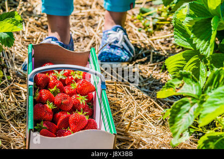 Women standing in front of carton box filled with fresh organic strawberry on the ground Stock Photo