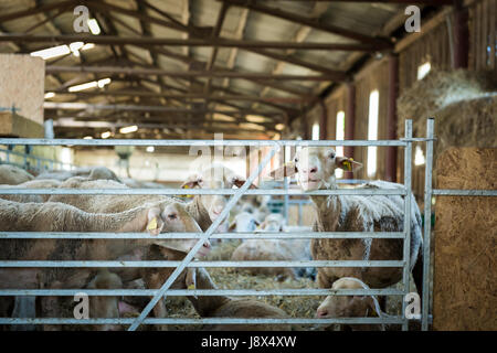 Flock of sheep feeding on hay, agriculture industry, farming and husbandry concept Stock Photo