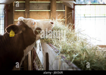 Heifer feeding on hay, agriculture industry, farming and husbandry concept Stock Photo
