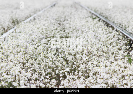 Railway and white flowers of a shepherd's bag Capsella Stock Photo