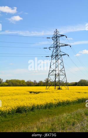 Electricity pylons passing through rapeseed field in English countryside - showing modern and traditional needs Stock Photo