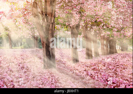 Falling petal over the romantic tunnel of pink flower trees / Romantic Blossom tree over nature background in Spring season / flowers Background Stock Photo